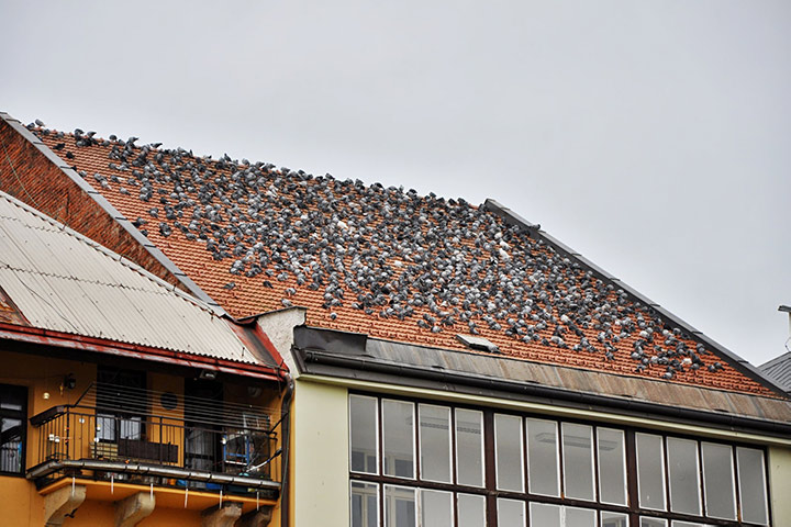 A2B Pest Control are able to install spikes to deter birds from roofs in Addlestone. 